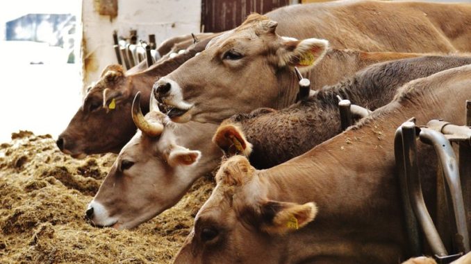 Sapi-Butuh-Bungkil-Sawit-678x381